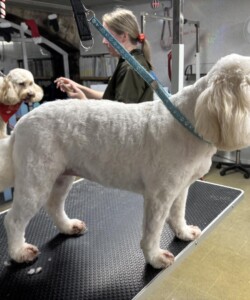 White Cockapoo dog