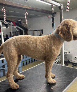 Golden Cockapoo dog