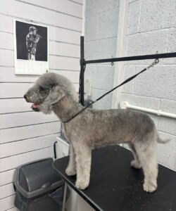 Grey Schnauzer dog
